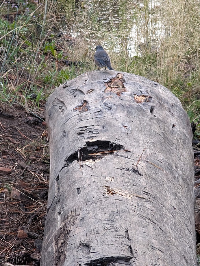 Western Bluebird - ML642796879
