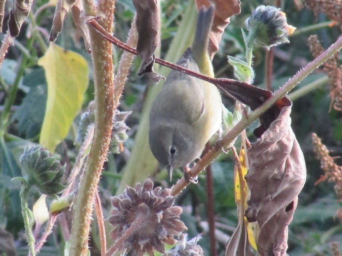 Orange-crowned Warbler - ML642796892