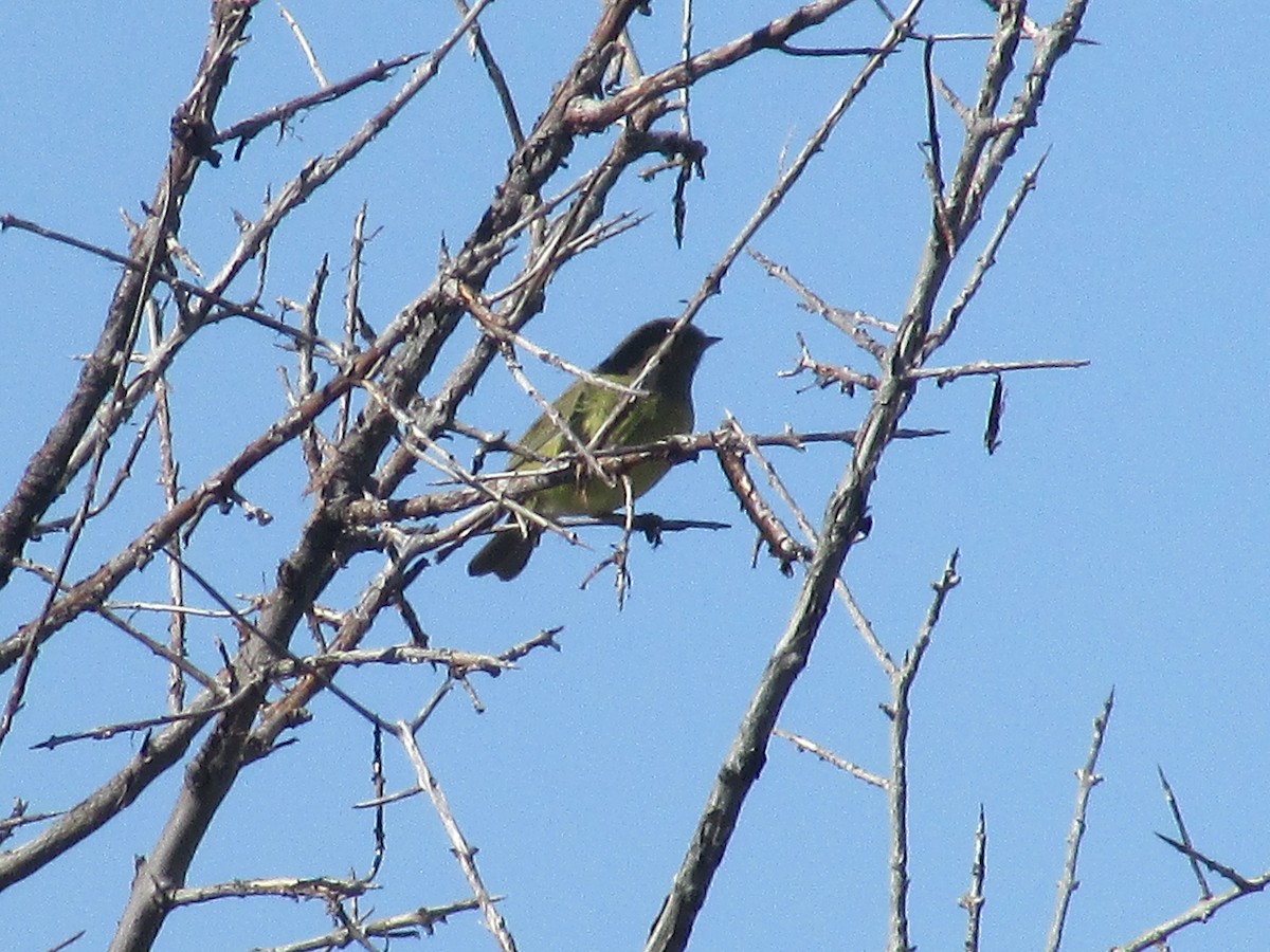 Orange-crowned Warbler - ML642796893
