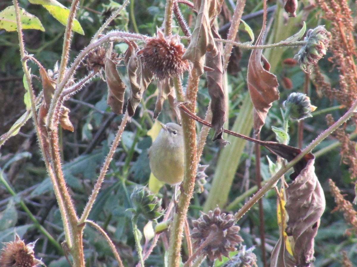 Orange-crowned Warbler - ML642796894