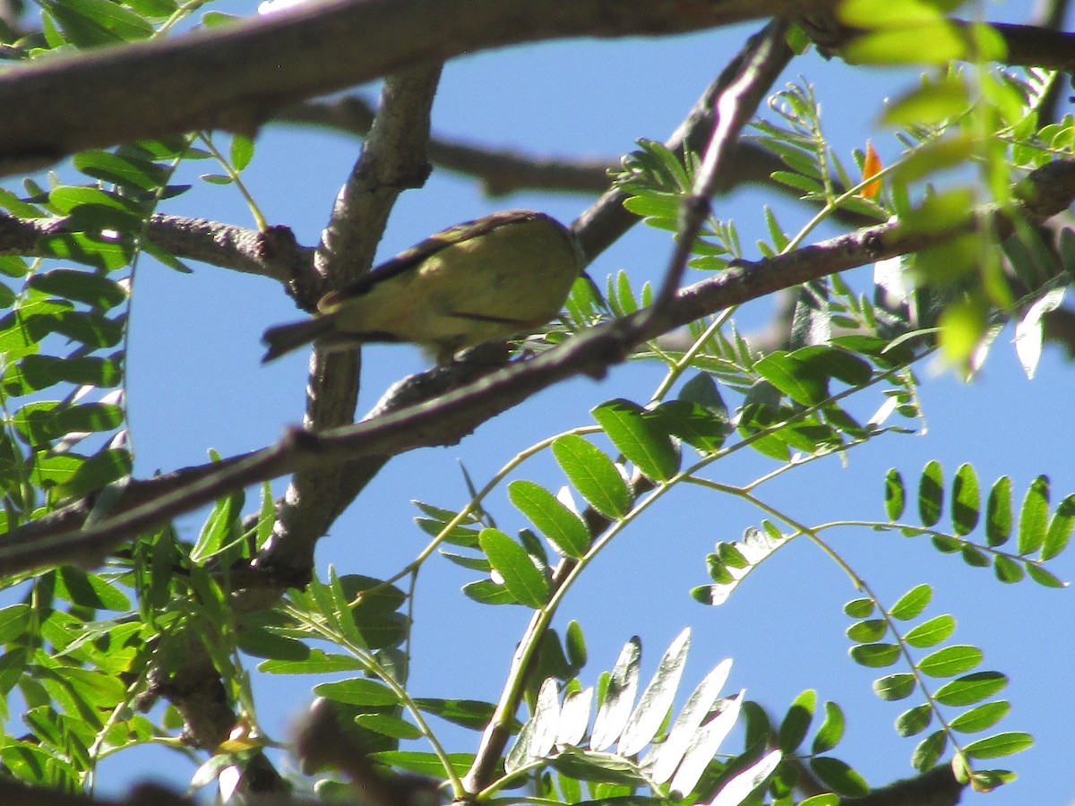 Orange-crowned Warbler - ML642796895