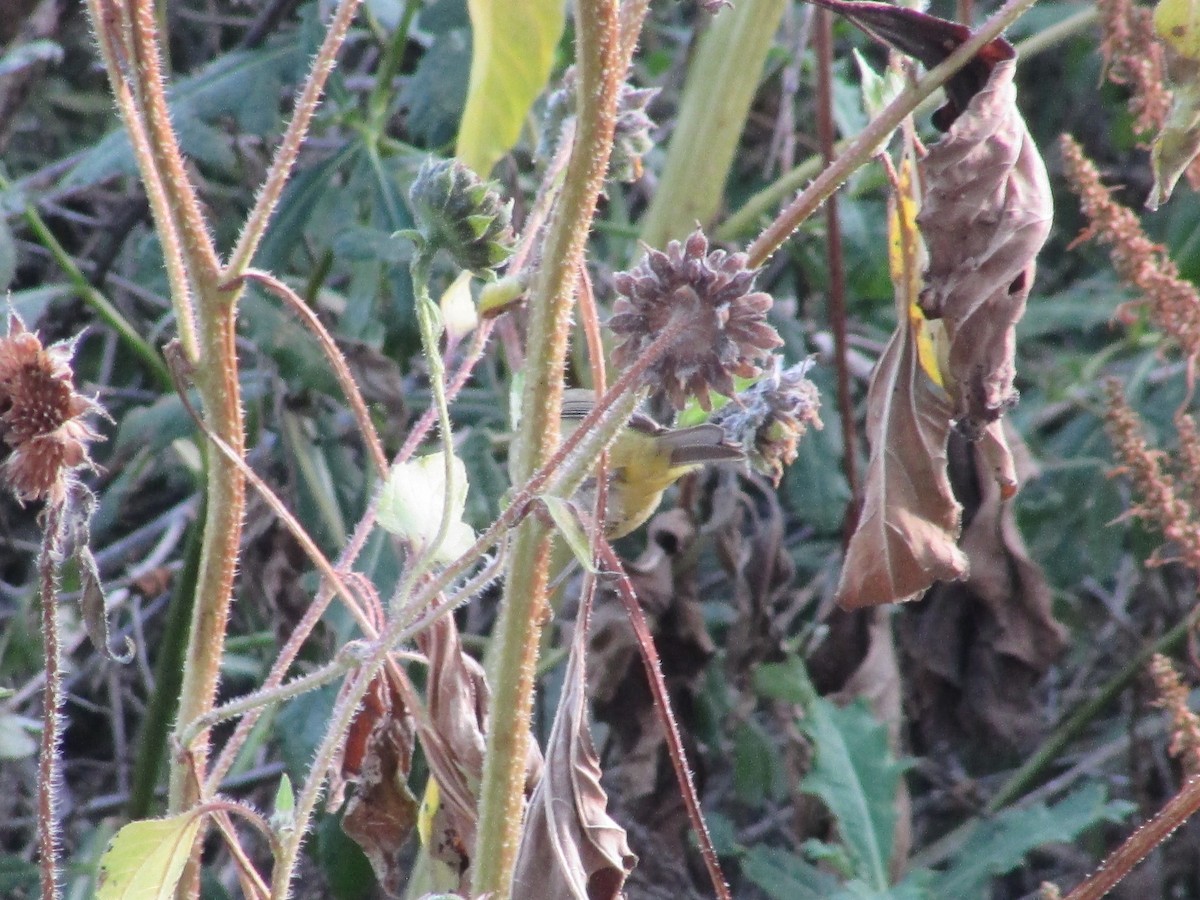 Orange-crowned Warbler - ML642796896