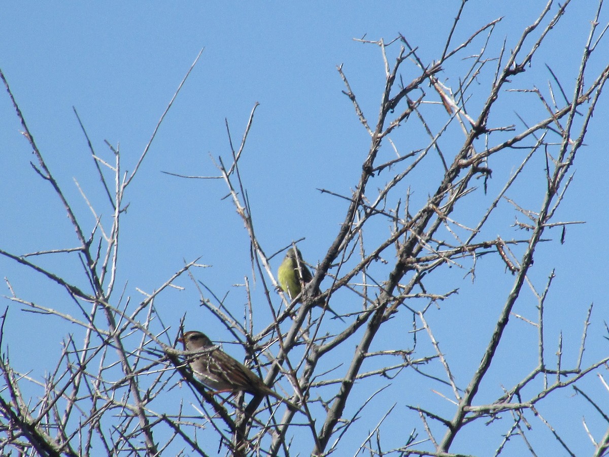 Orange-crowned Warbler - ML642796897
