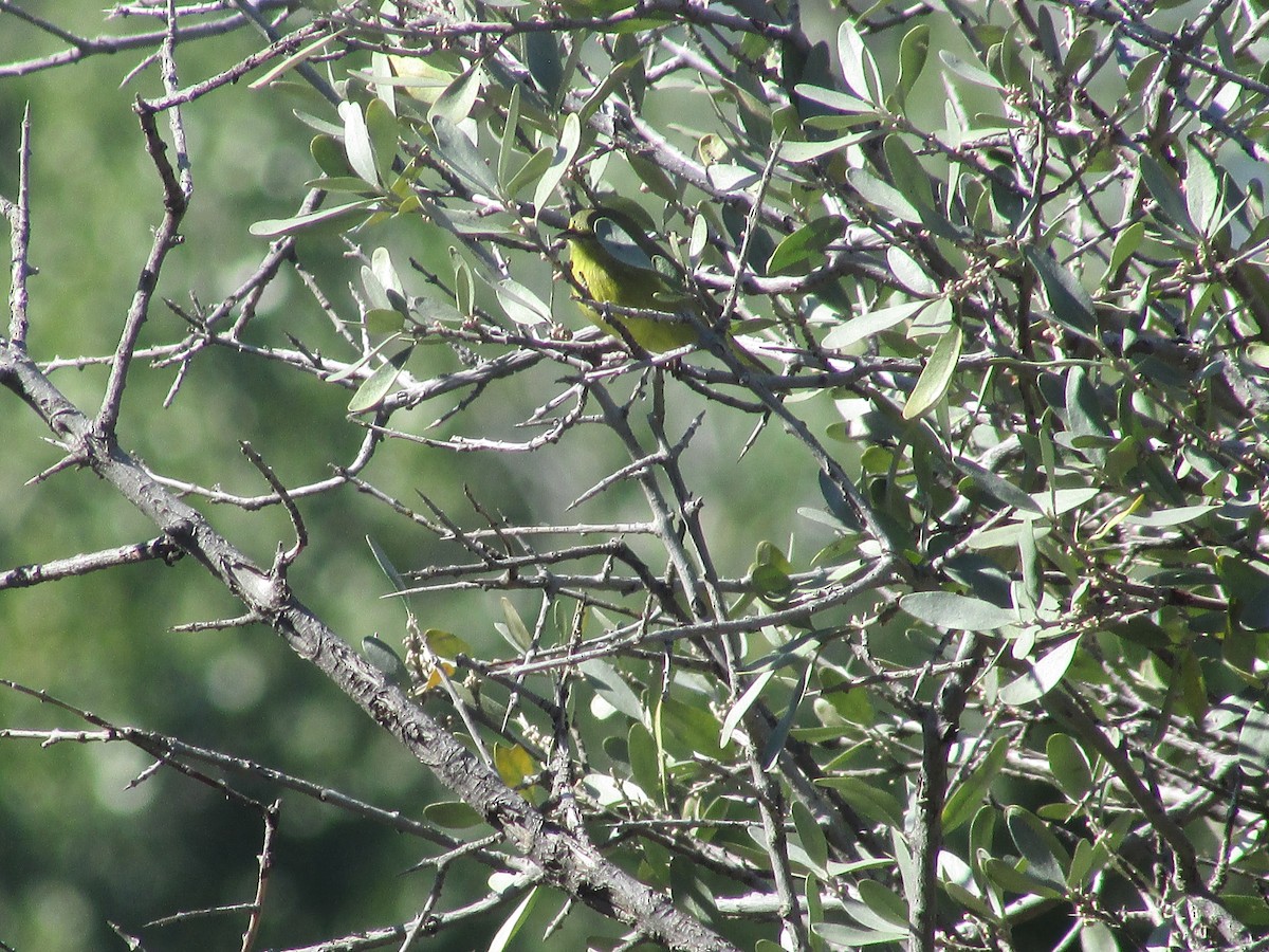 Orange-crowned Warbler - ML642796898