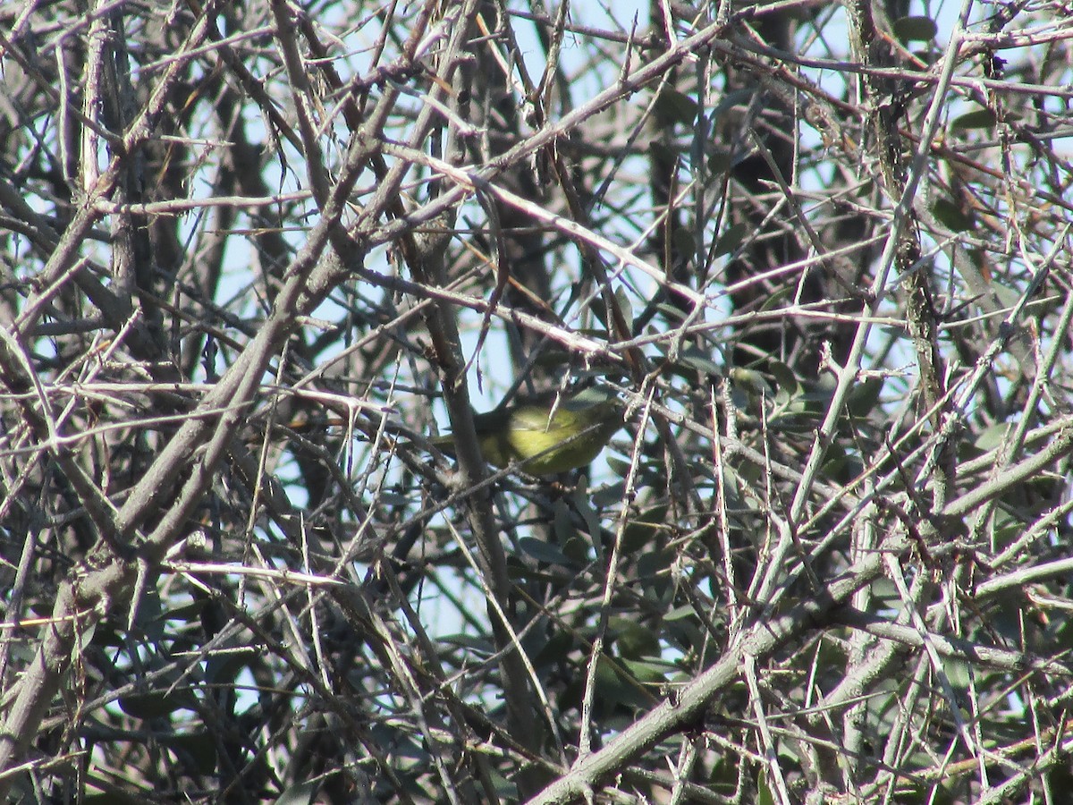Orange-crowned Warbler - ML642796899