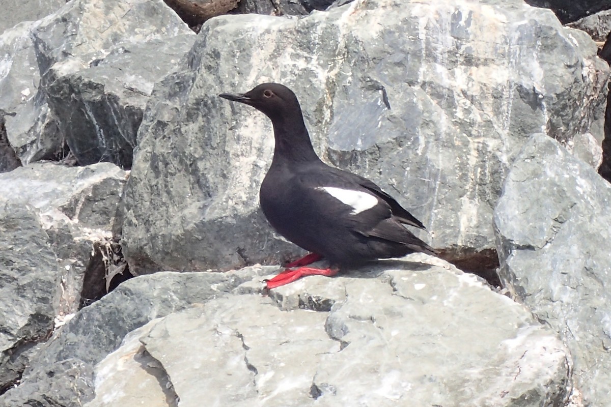 Guillemot colombin - ML642796901