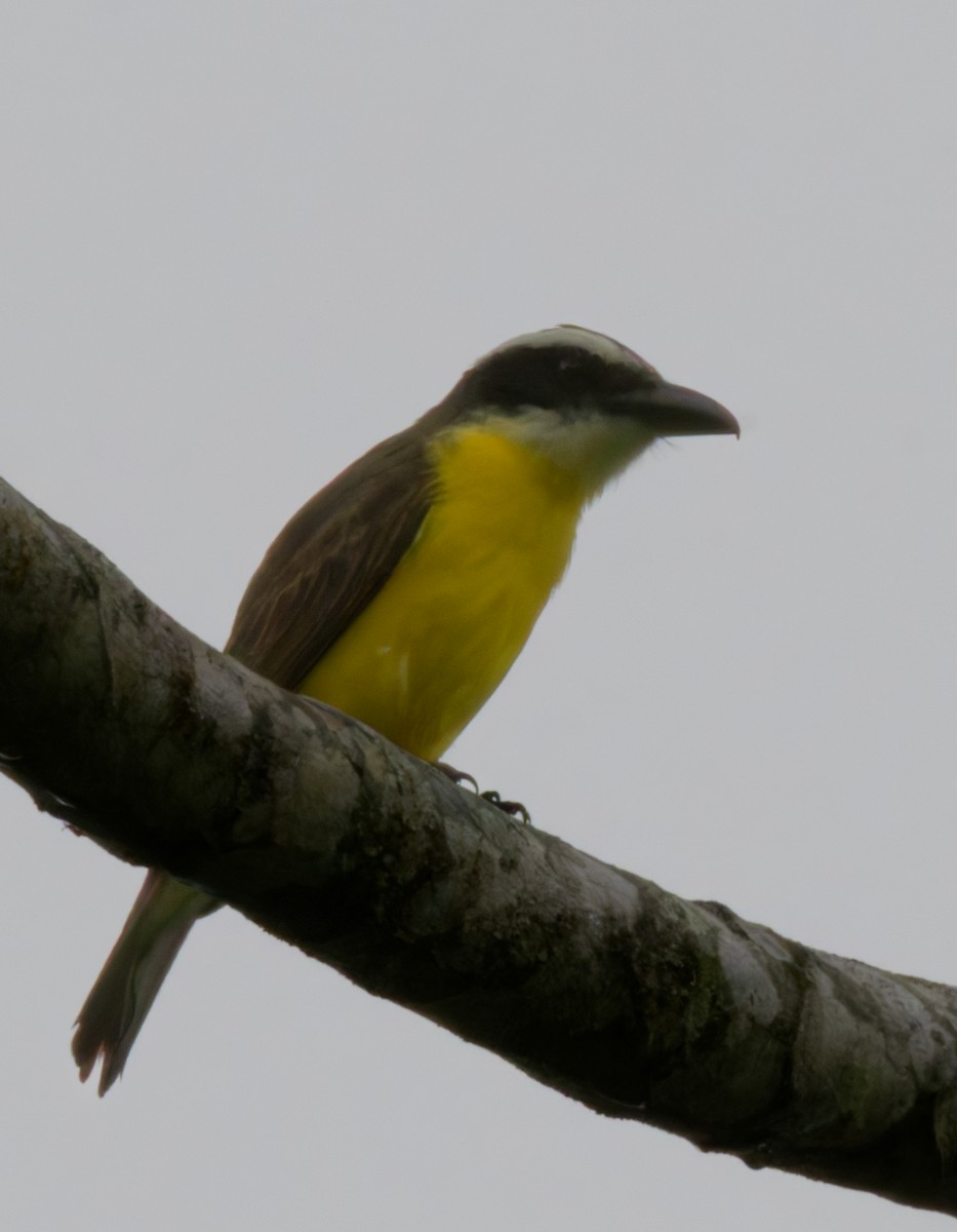 Boat-billed Flycatcher - ML642796917