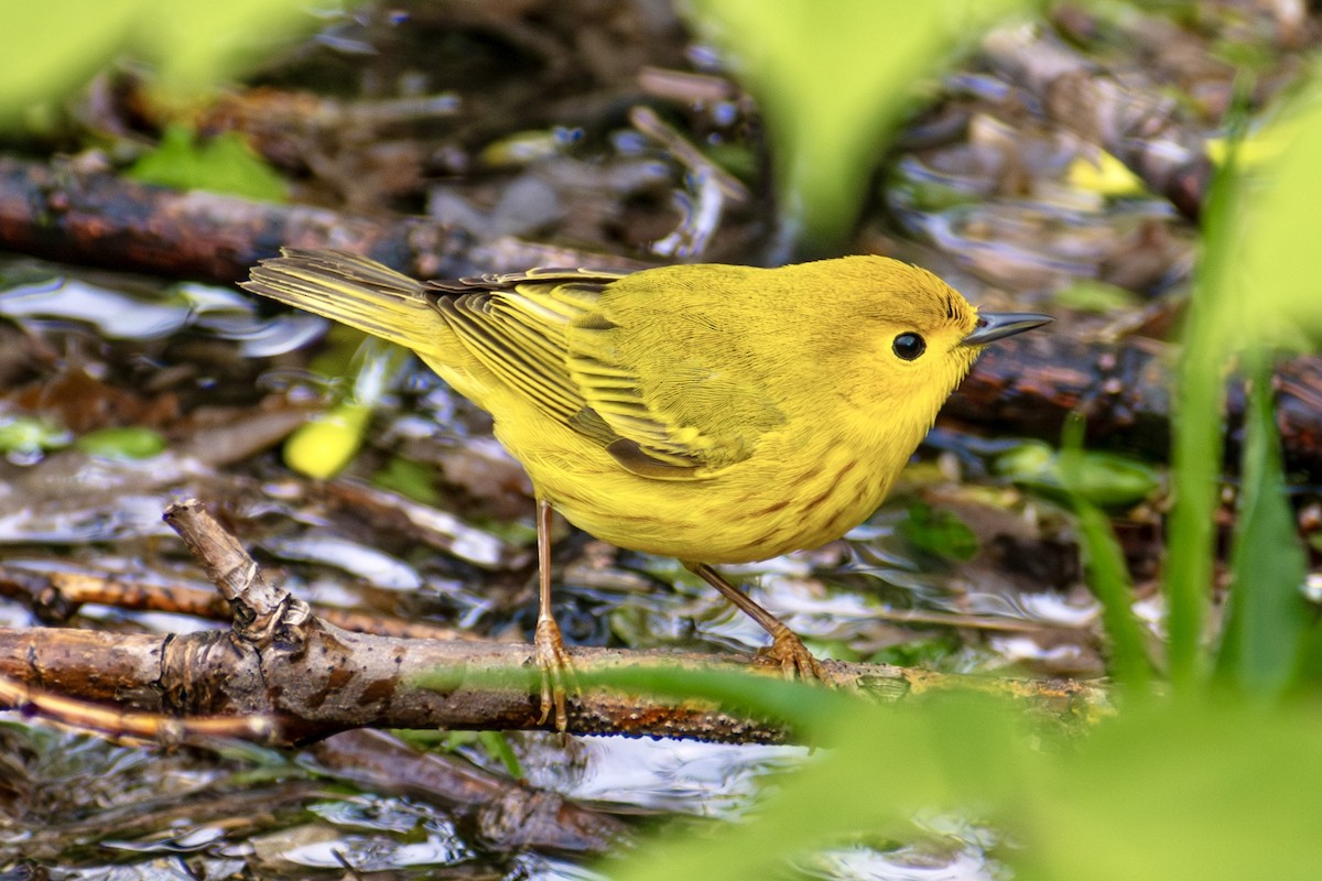 Yellow Warbler - ML642796923