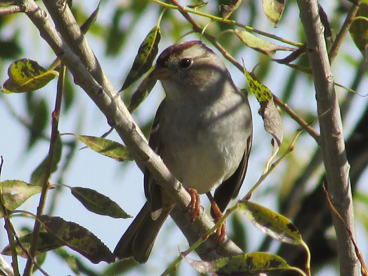 White-crowned Sparrow - ML642796926