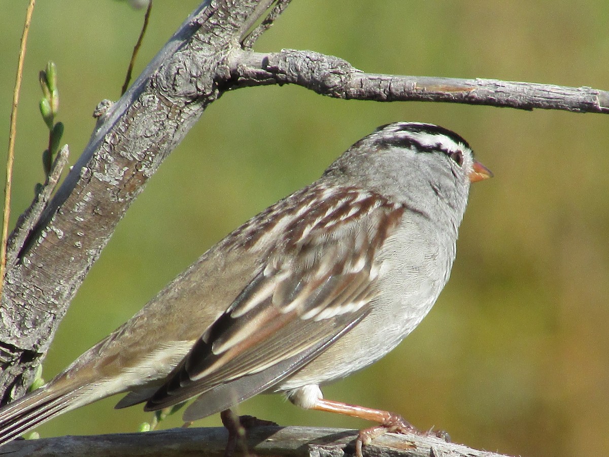 White-crowned Sparrow - ML642796927