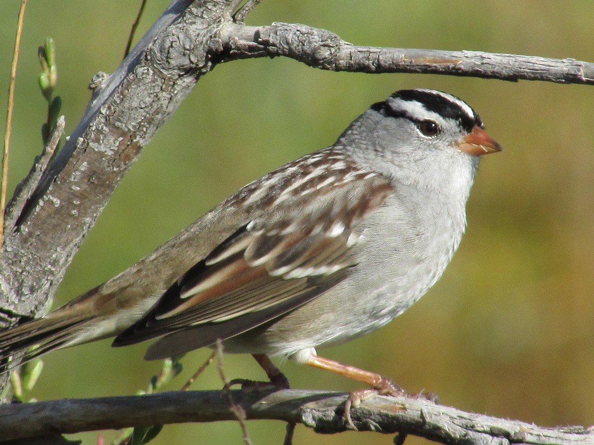 White-crowned Sparrow - ML642796928