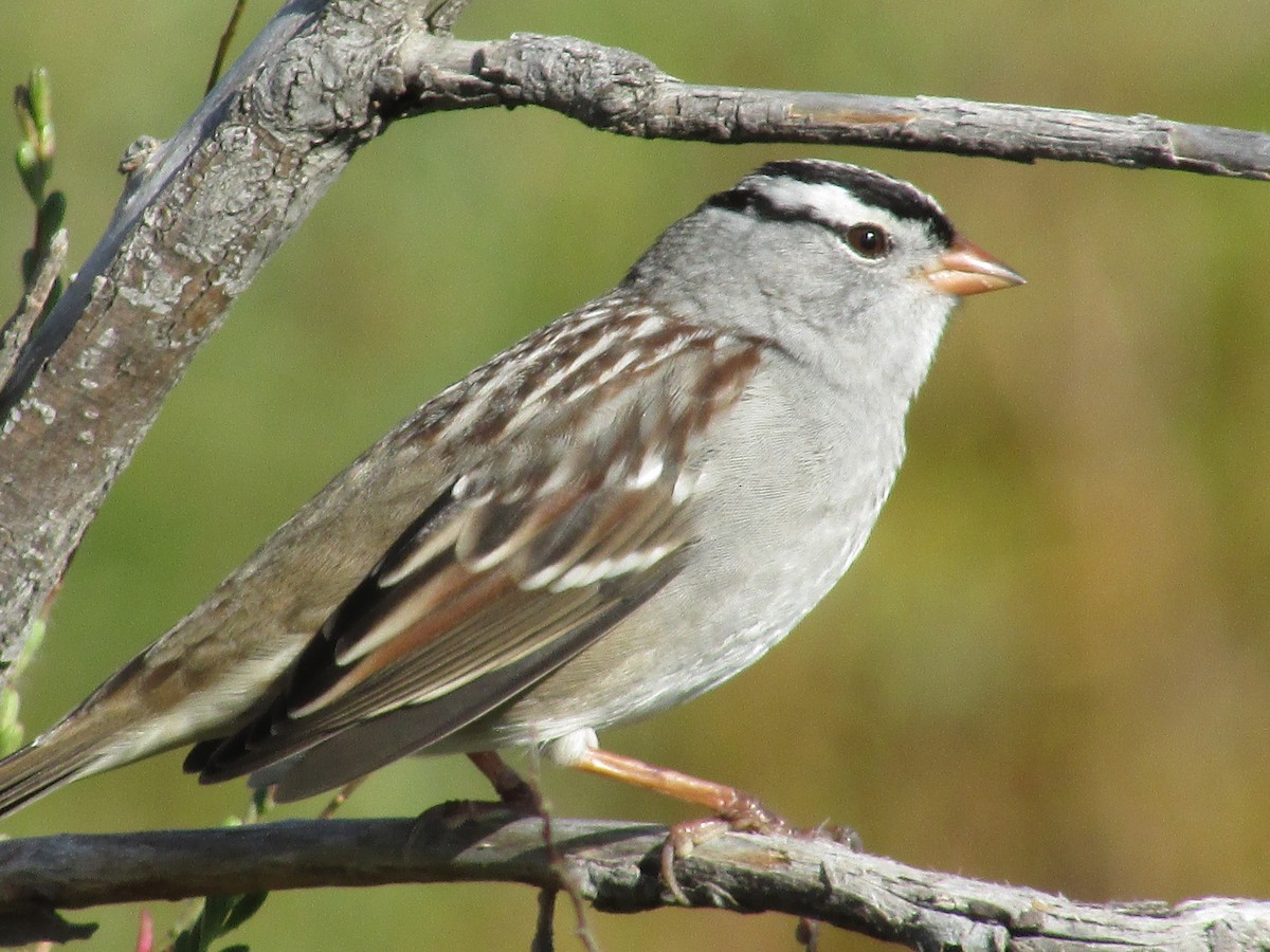 White-crowned Sparrow - ML642796929