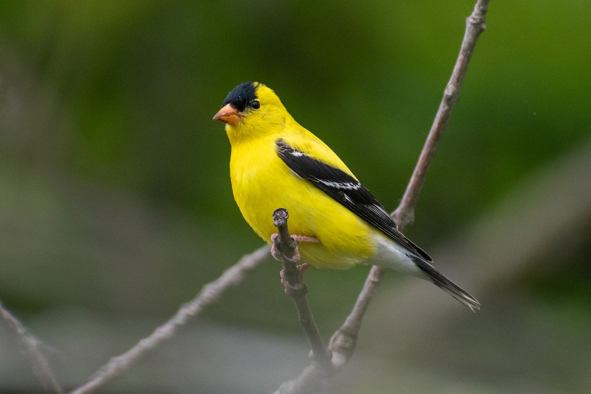 American Goldfinch - ML642796931