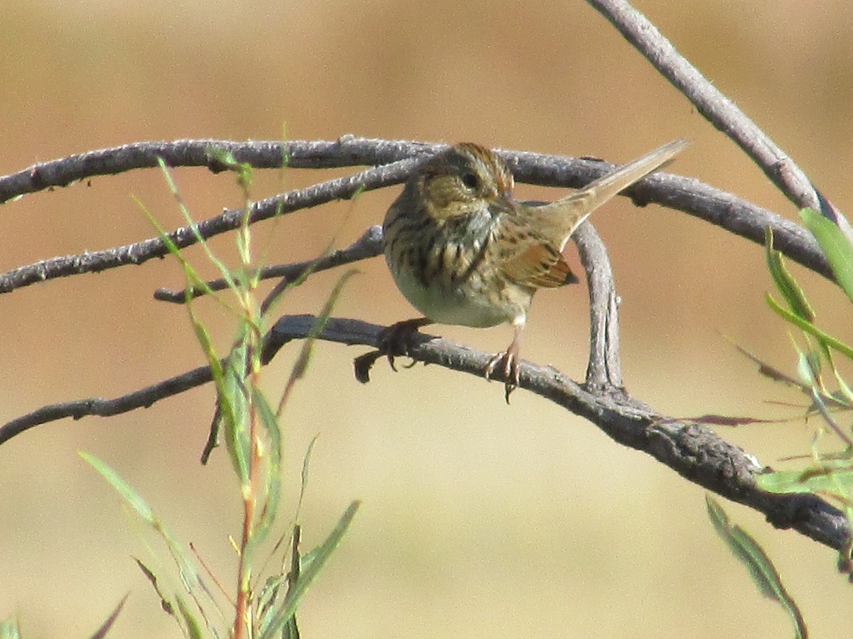 Lincoln's Sparrow - ML642796972