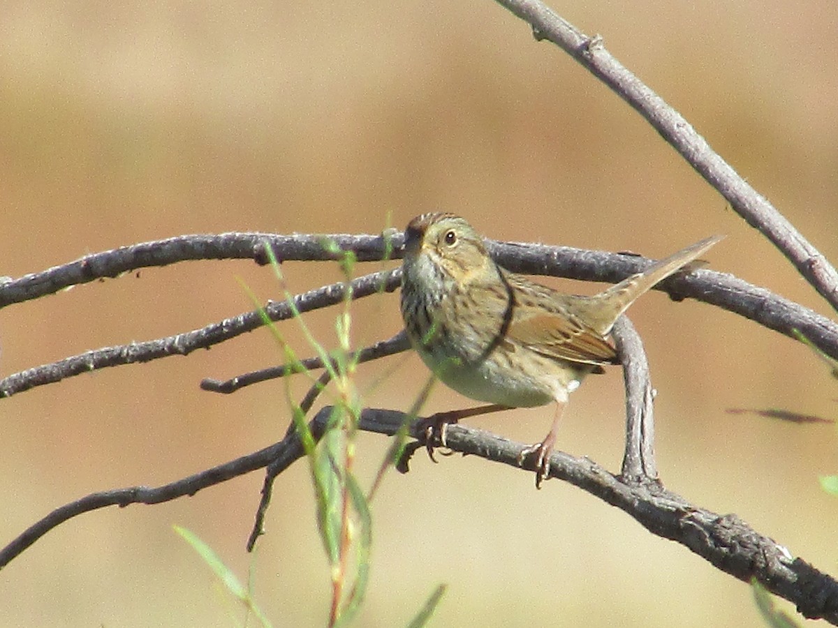 Lincoln's Sparrow - ML642796974