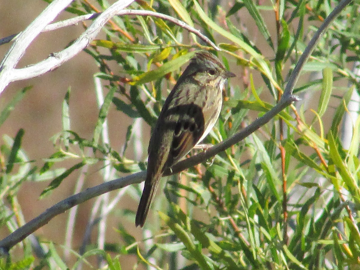 Lincoln's Sparrow - ML642796975