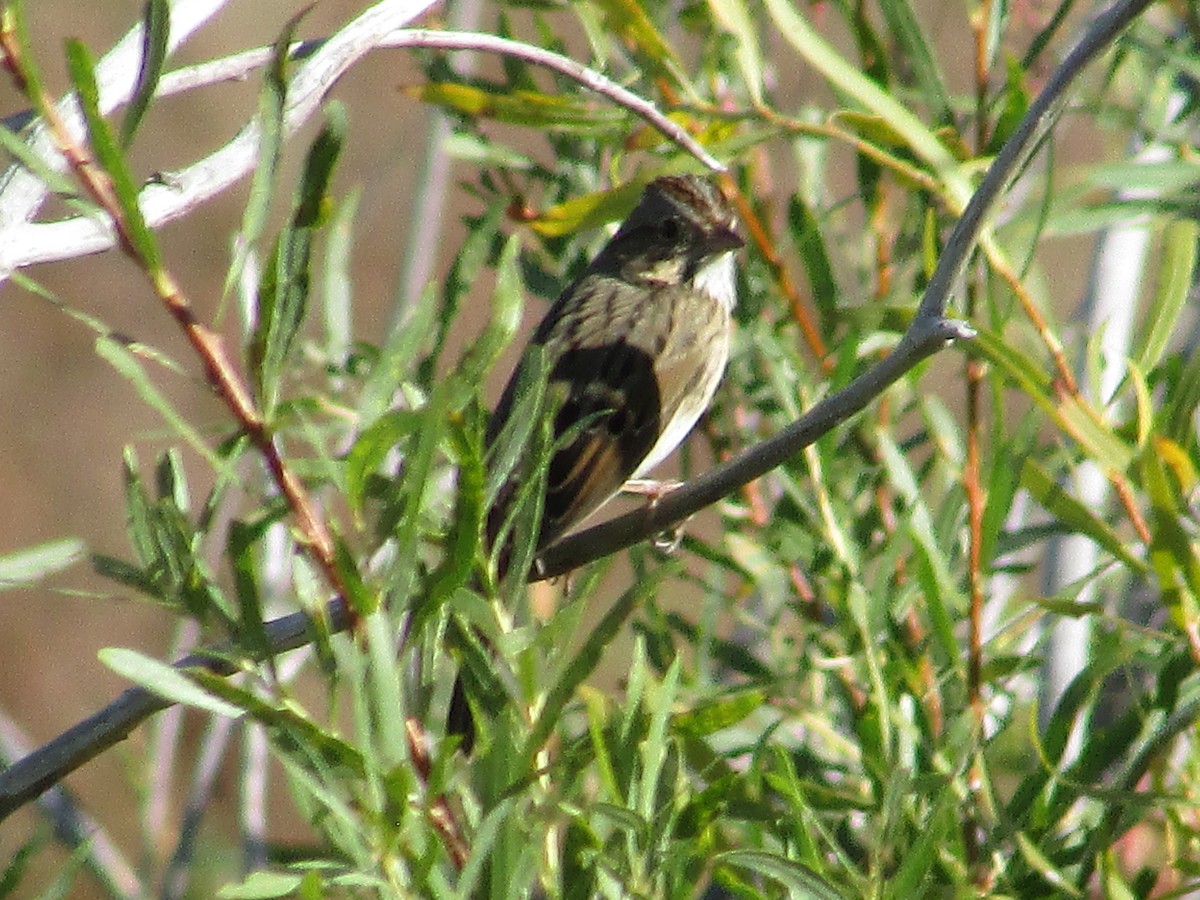 Lincoln's Sparrow - ML642796976