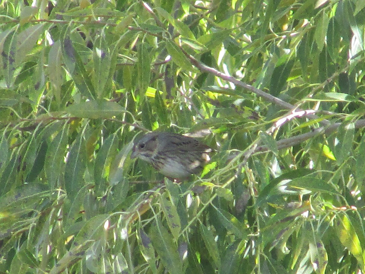 Lincoln's Sparrow - ML642796977