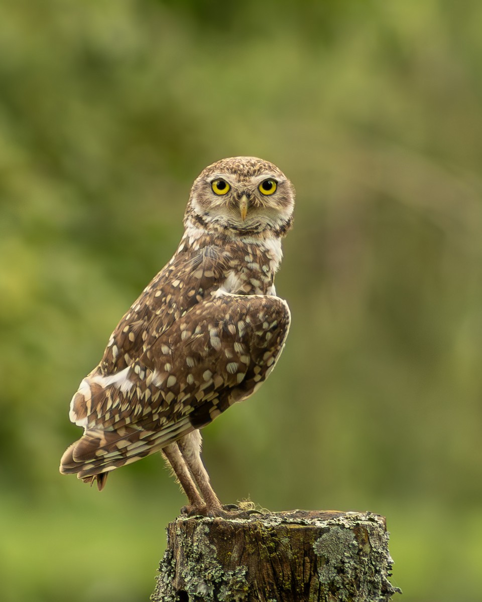 Burrowing Owl - ML642796978