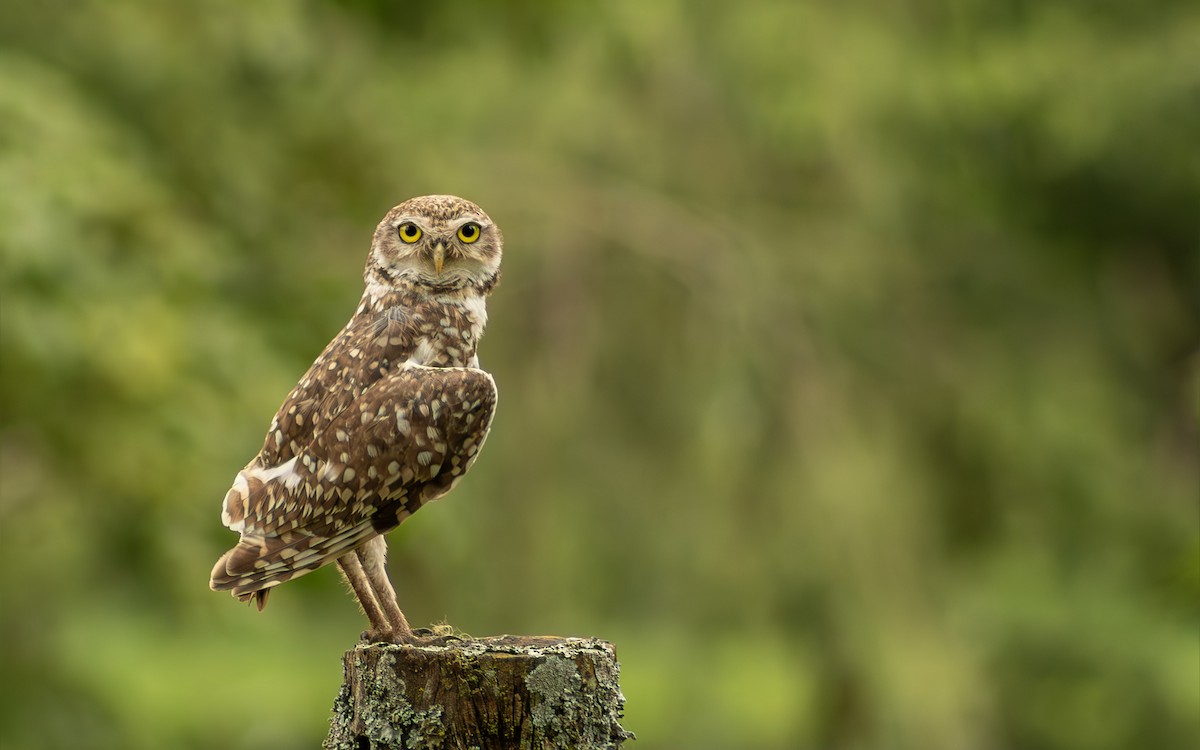 Burrowing Owl - ML642796982