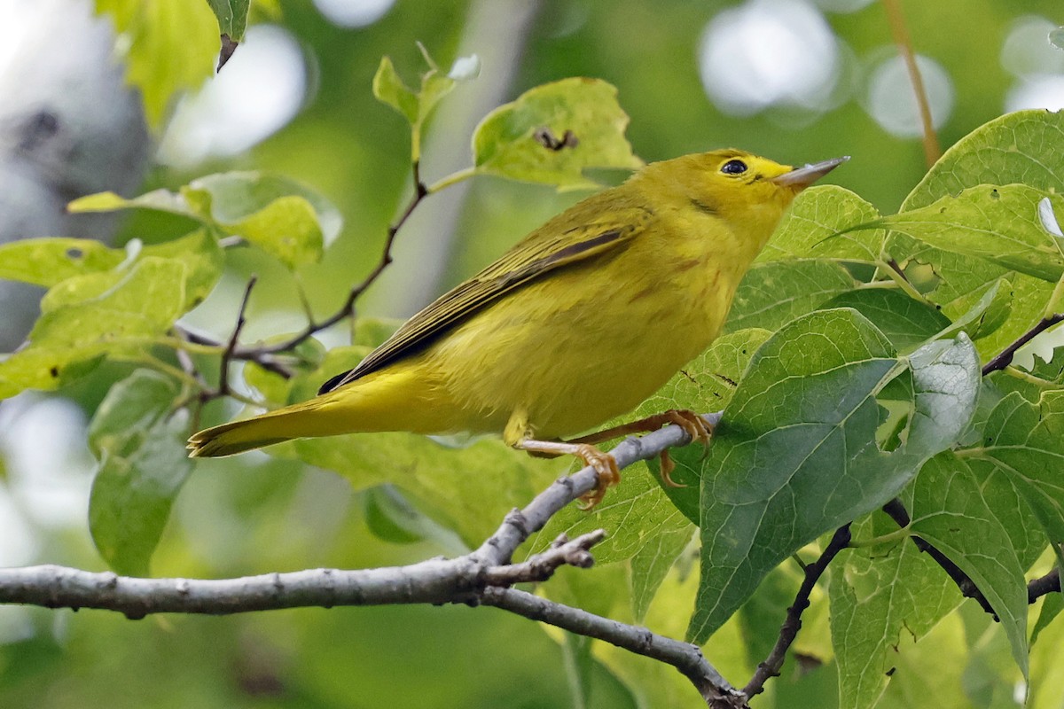 Yellow Warbler - ML642796983