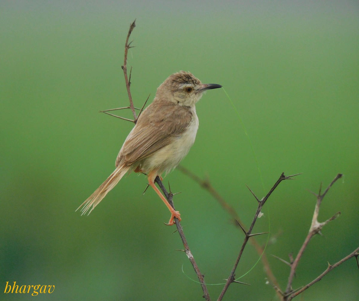 Prinia Sencilla - ML642796986