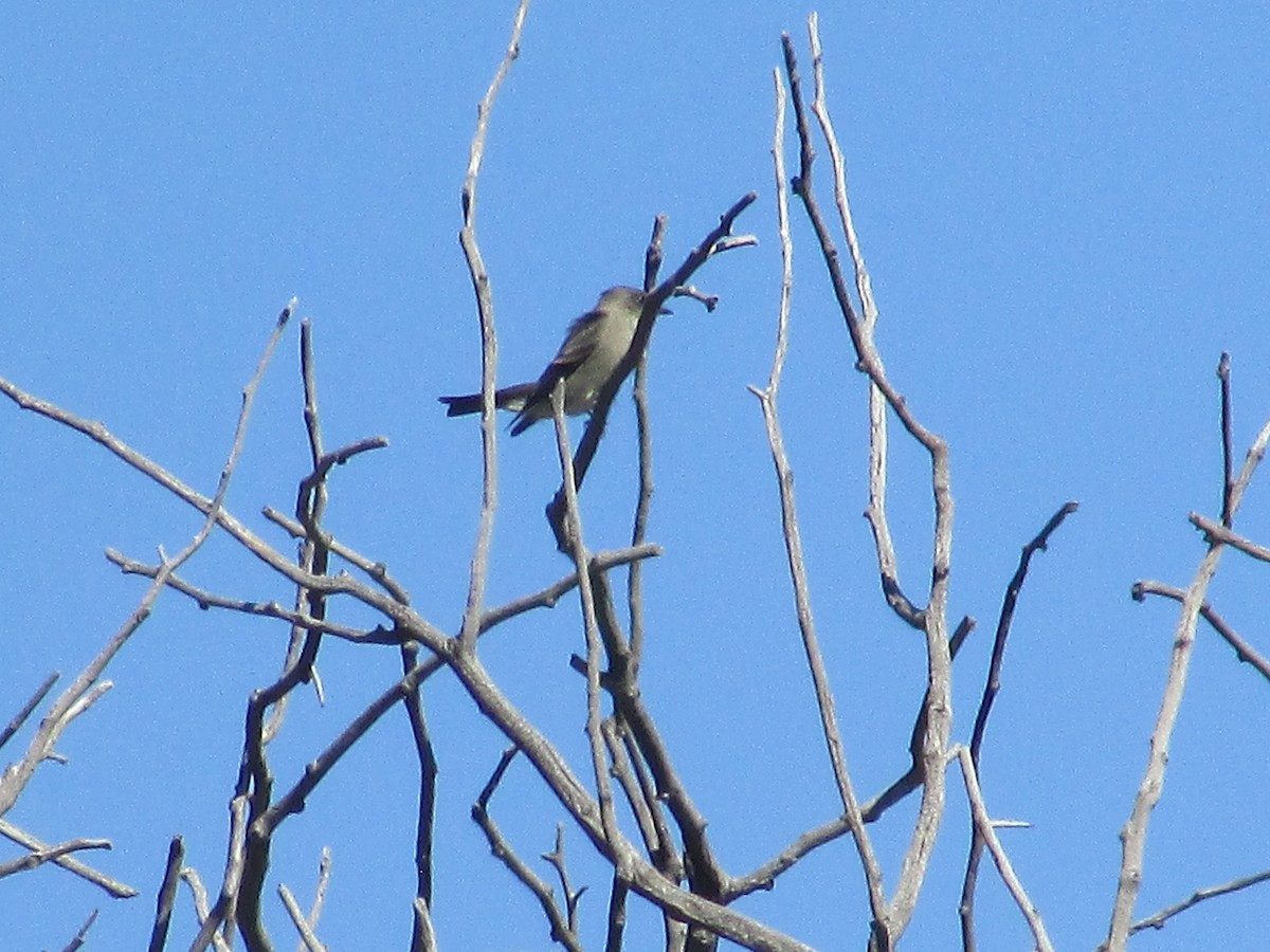 Western Wood-Pewee - ML642796991