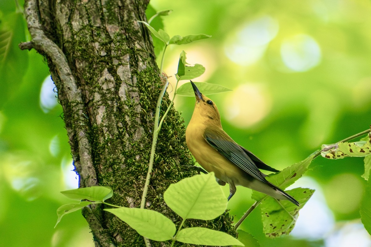 Prothonotary Warbler - ML642797022