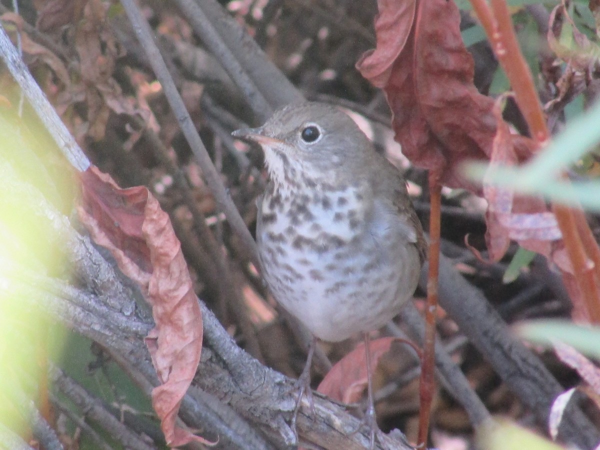 Hermit Thrush - ML642797023