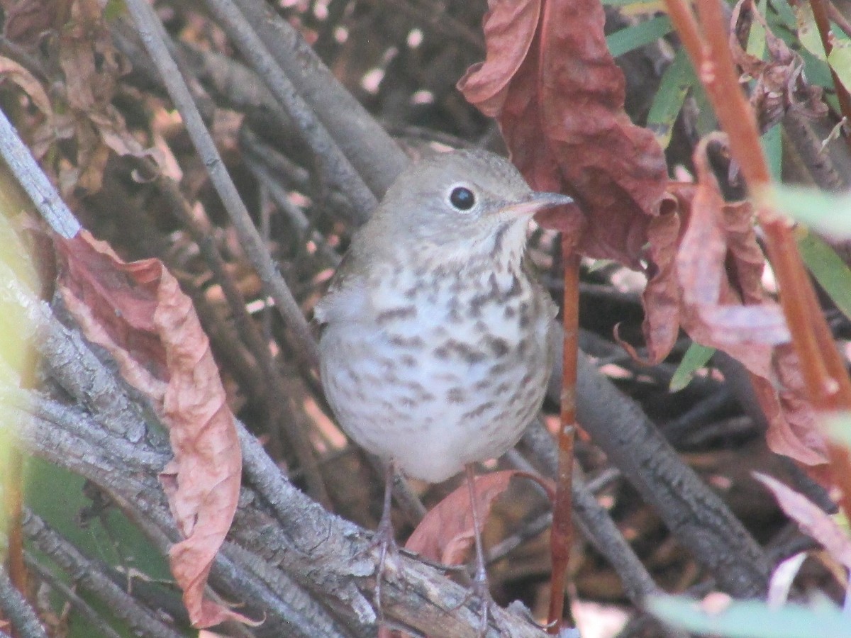 Hermit Thrush - ML642797024
