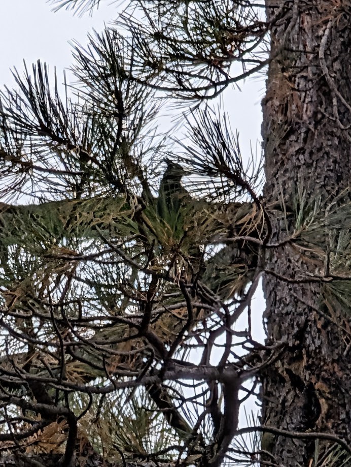 Steller's Jay (Southwest Interior) - ML642797025