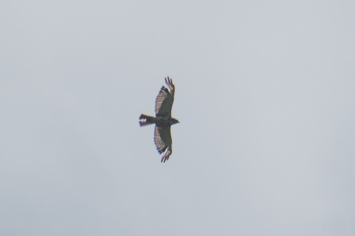 Broad-winged Hawk - ML642797028