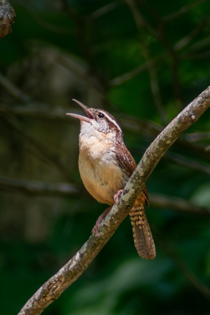 Carolina Wren - ML642797031