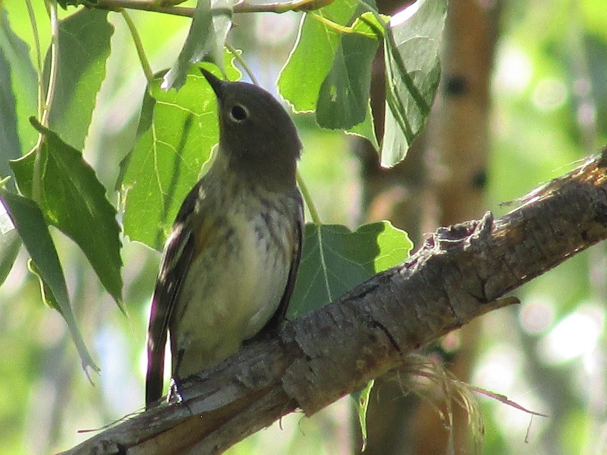 Yellow-rumped Warbler - ML642797032