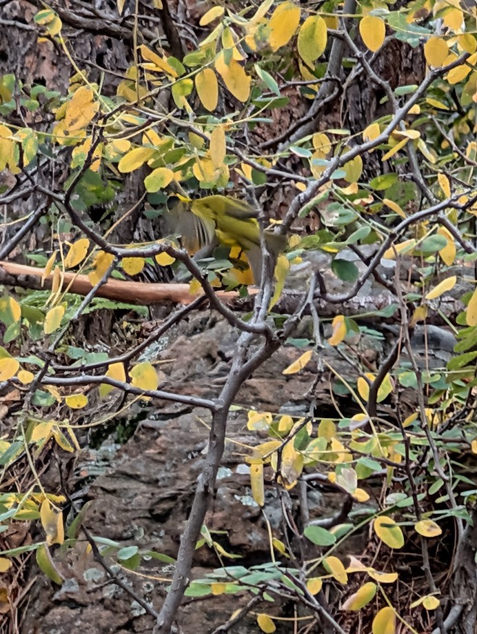 Wilson's Warbler - ML642797036
