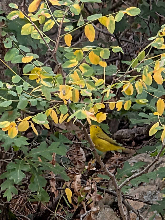 Wilson's Warbler - ML642797045