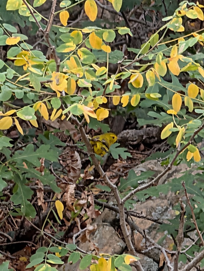 Wilson's Warbler - ML642797046