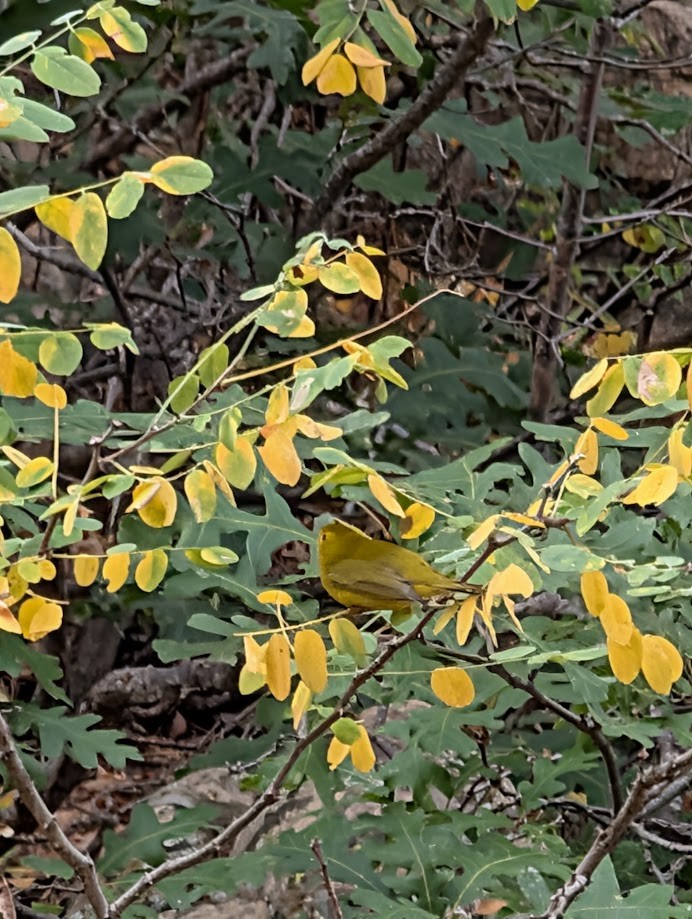 Wilson's Warbler - ML642797047