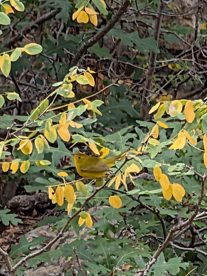 Wilson's Warbler - ML642797051