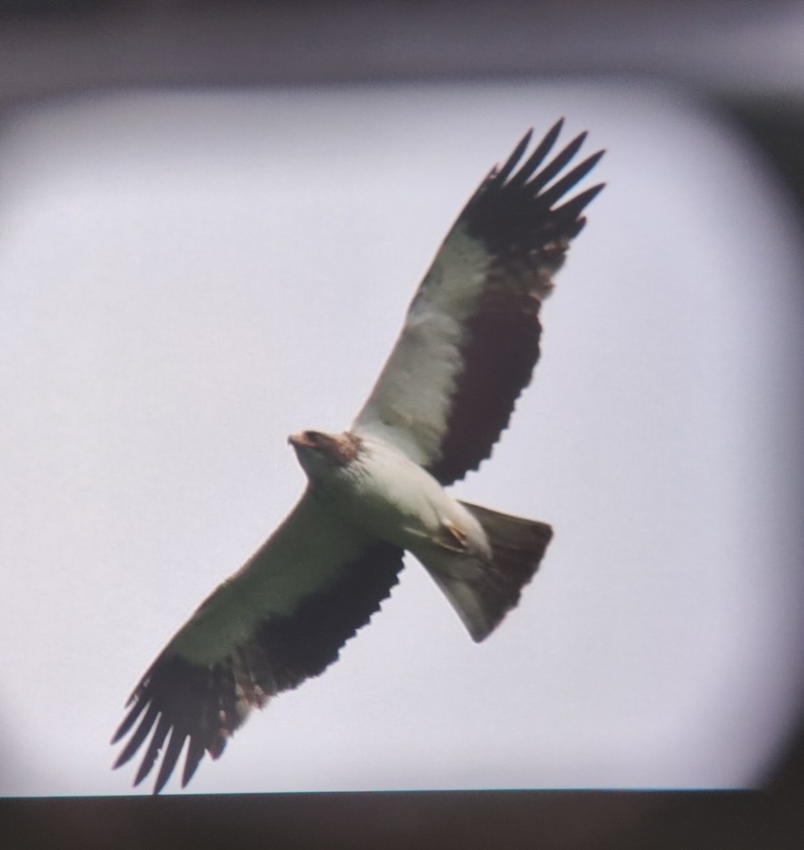 Pygmy Eagle - ML642797061