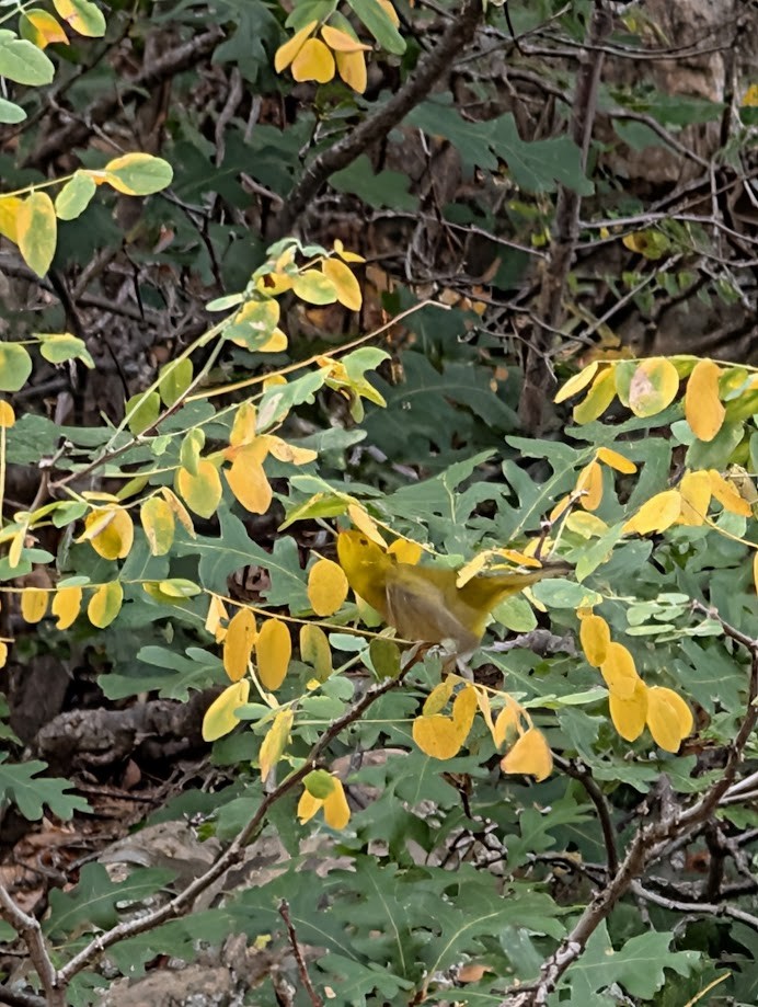 Wilson's Warbler - ML642797062
