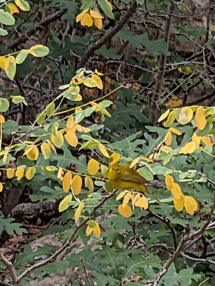 Wilson's Warbler - ML642797063