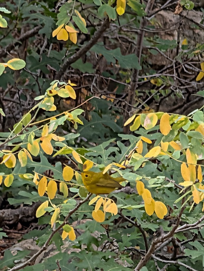 Wilson's Warbler - ML642797065