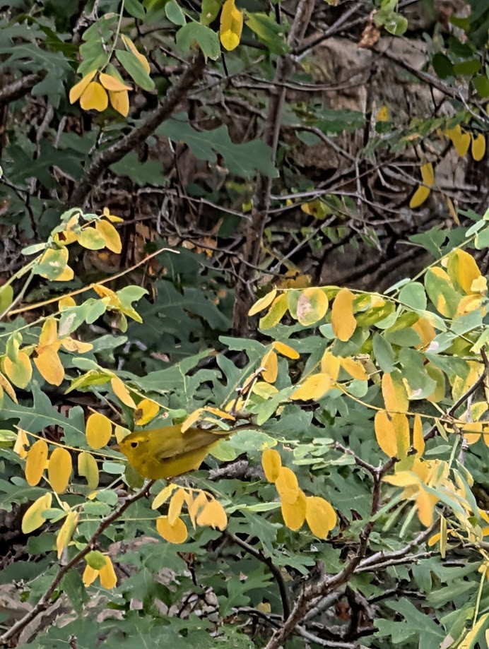 Wilson's Warbler - ML642797066