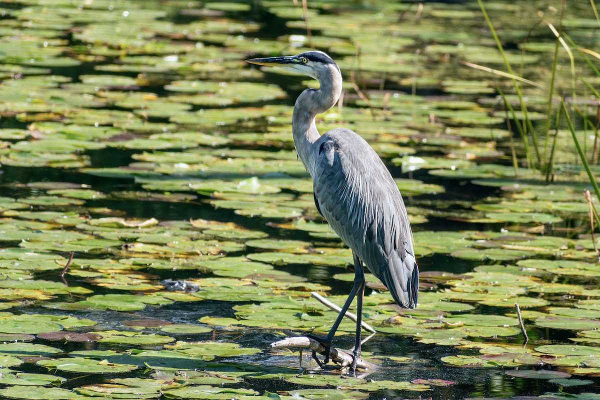 Great Blue Heron - ML642797070