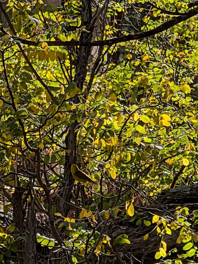 Wilson's Warbler - ML642797075