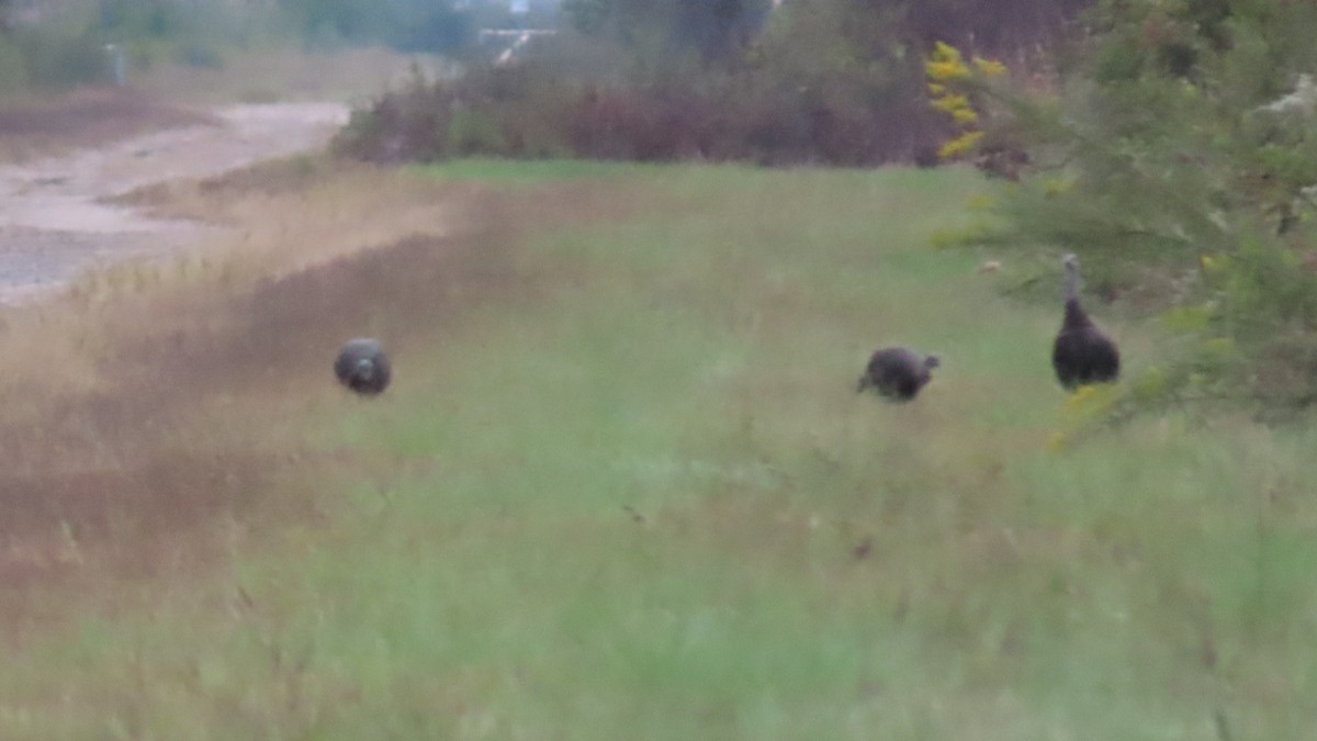 Wild Turkey - ML642797077