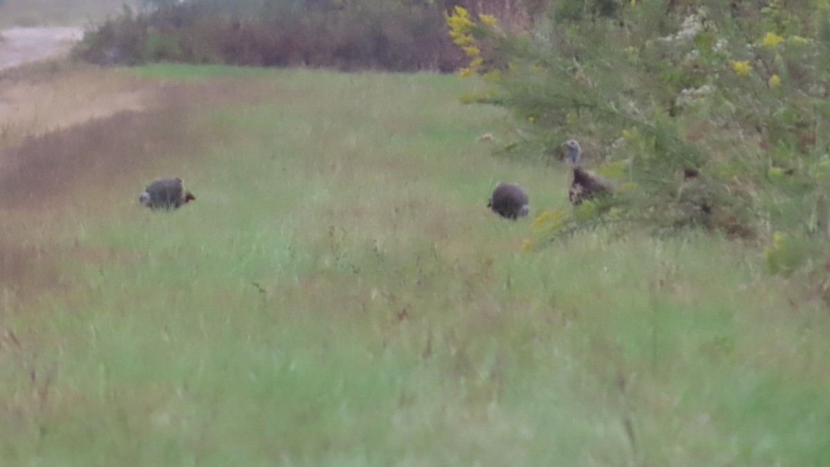 Wild Turkey - ML642797078
