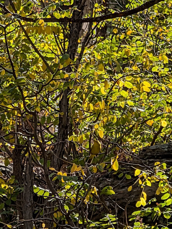 Wilson's Warbler - ML642797079