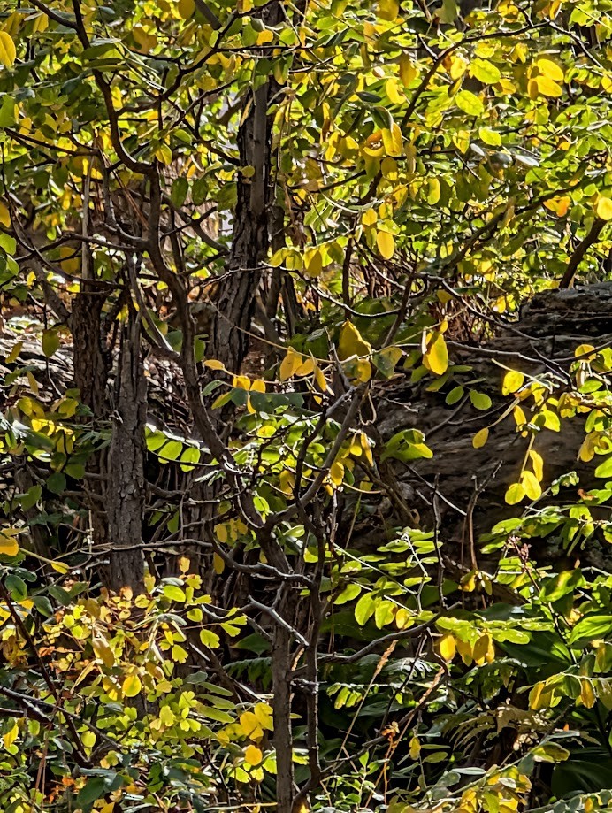 Wilson's Warbler - ML642797082